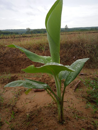 Usia pohon pisang 25 hari