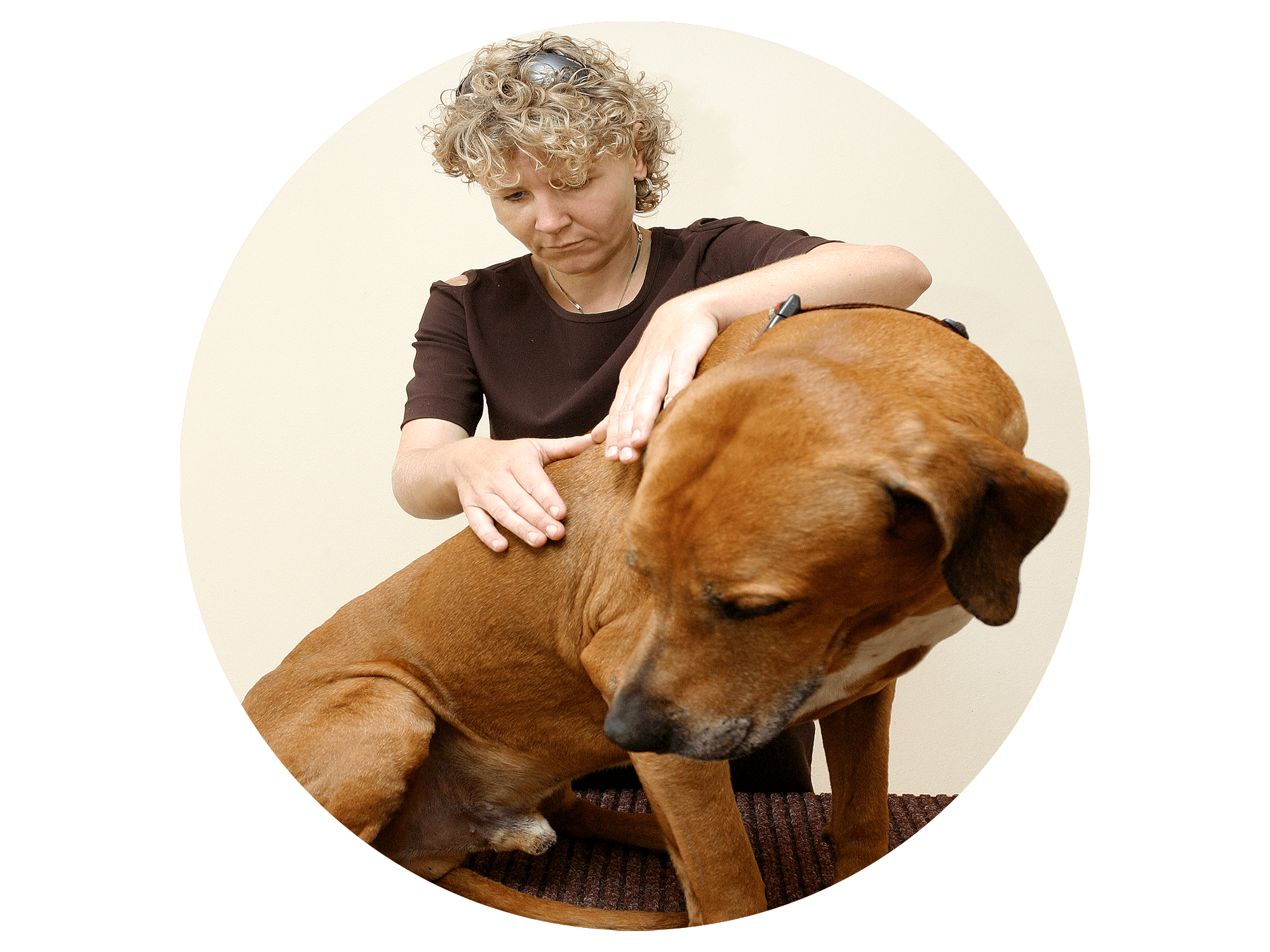 Joint Arthritis in Dogs/Cats Signs Limping, Stiffness