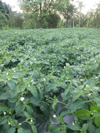 Usia Jagung 4 hari