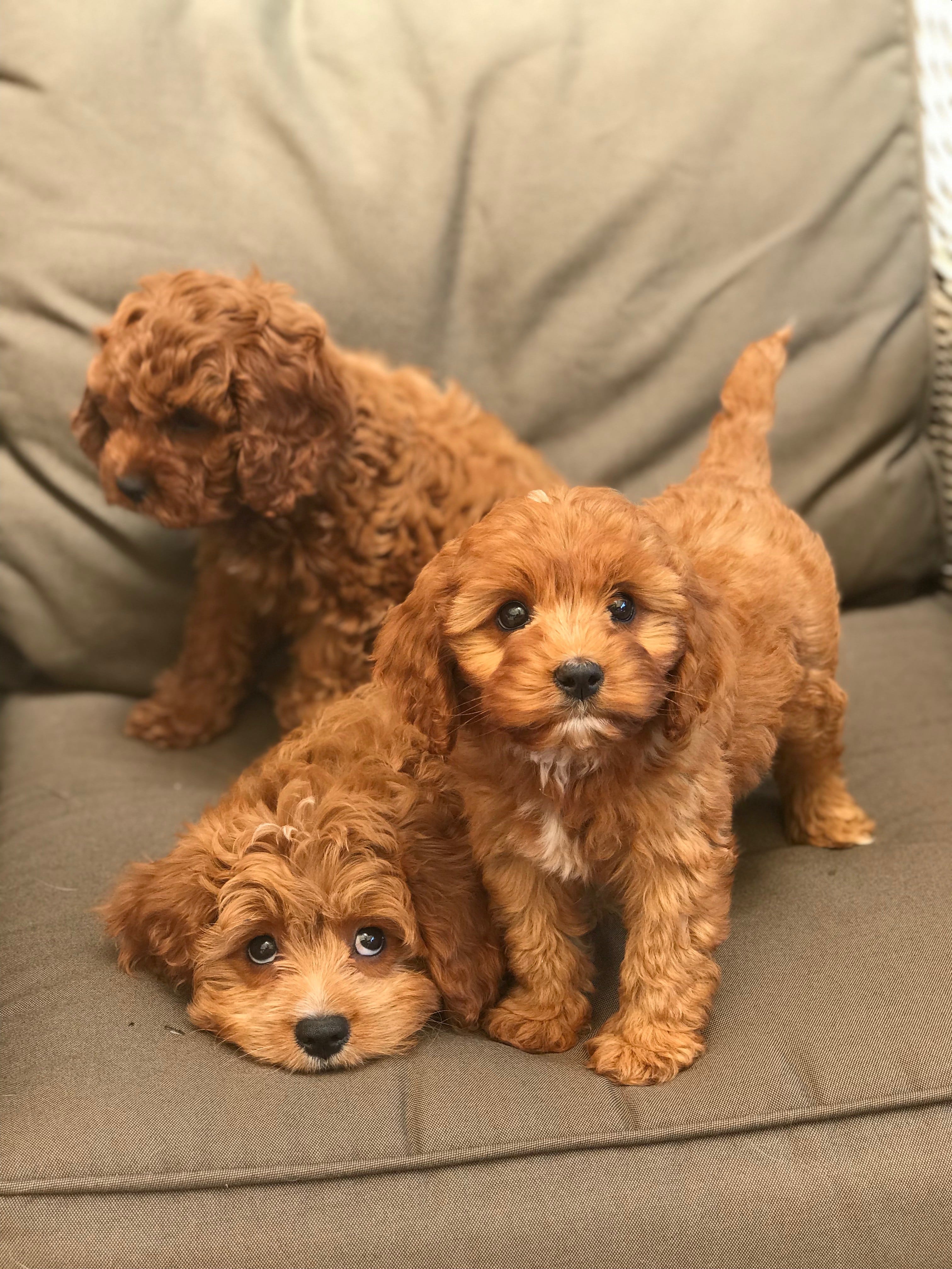Cavoodle Puppies For Sale NSW & Toy Poodle Puppies For