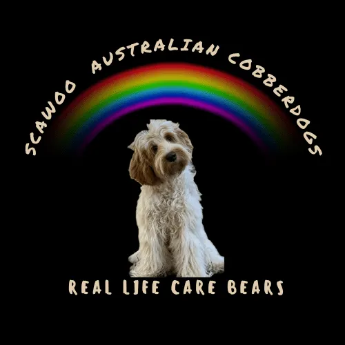 Scawoo Australian Cobberdogs Scawoo Australian Cobberdogs